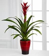 Single Bromeliad Plant