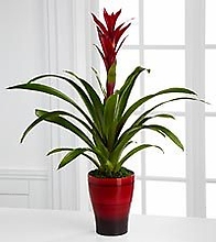 Single Bromeliad Plant