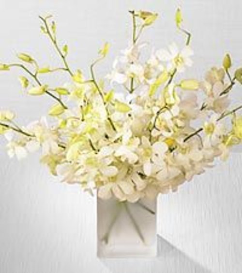 Winter White Orchids