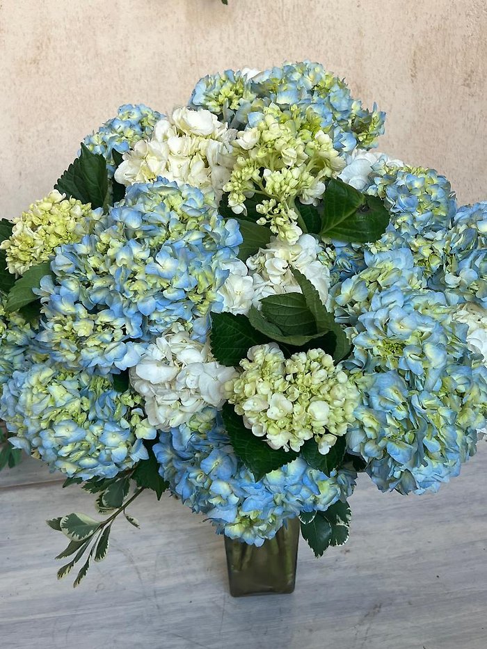 ASTONISHING HYDRANGEA