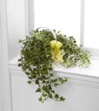 The Solace™ Ivy Planter