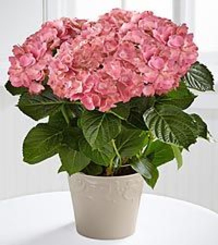 Hydrangea Plant