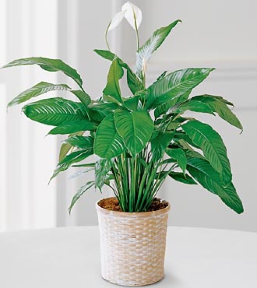 Peace Lily Spathyphyllum Plant LARGE