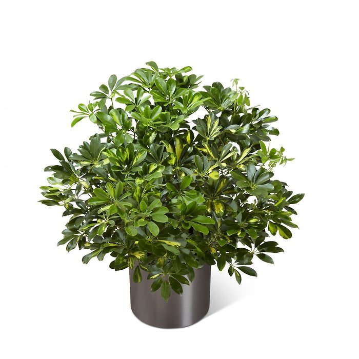 The Schefflera Arboricola