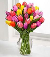 Abundance of Tulips