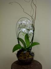 Double Orchids Plant Arrangement