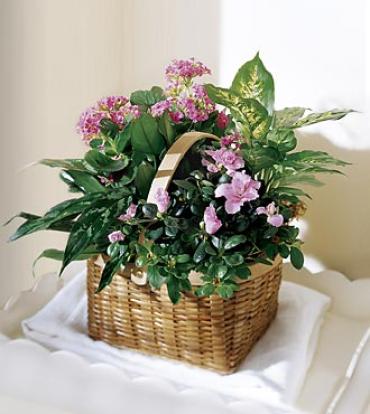 Pink Assortment Plant Basket