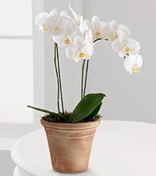 Phalaenopsis Orchid