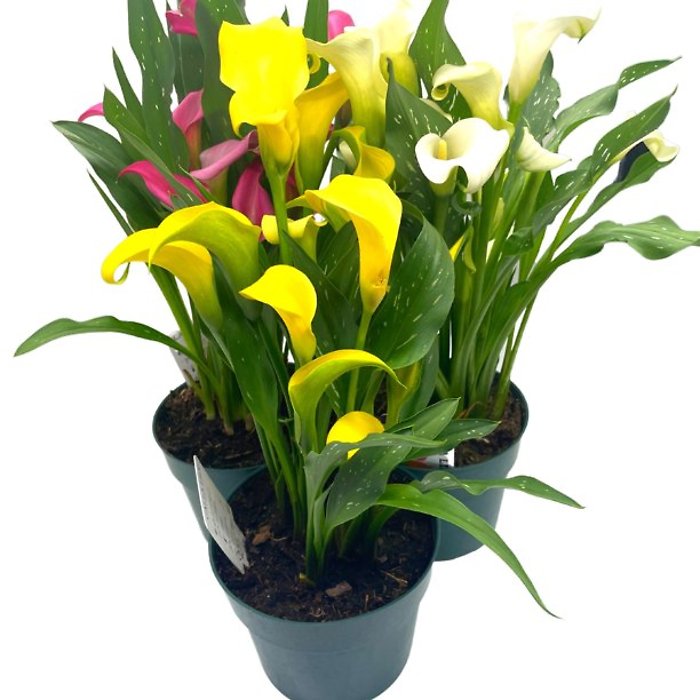 Mini Calla Lily Plant