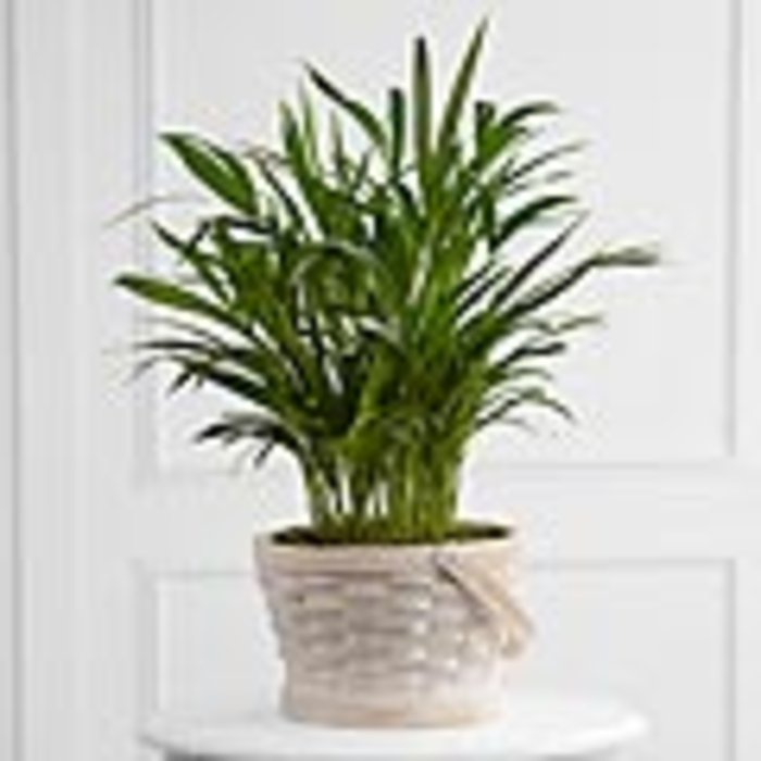 The Deeply Adored™ Palm Planter