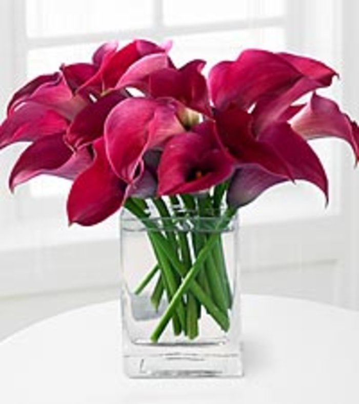 Mini calla Hot pink in vase