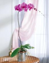 Lavender Phalaenopsis Orchid